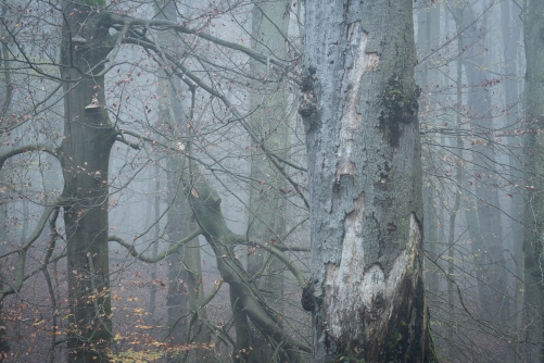 Primeval beech forest-Sylvatica
