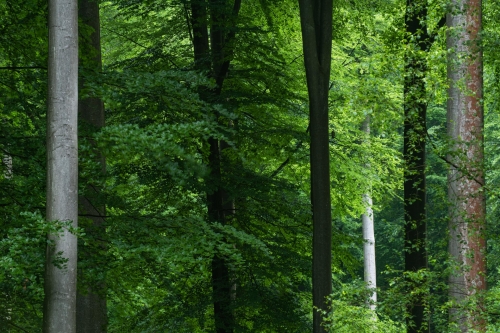 Frédéric Demeuse-forest-photography