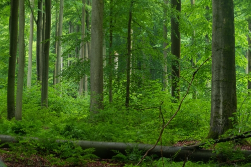 Frederic Demeuse Forest photography Sonian Forest-Unesco-site