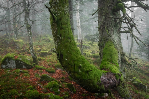 Trees-Frederic Demeuse WALD Photography