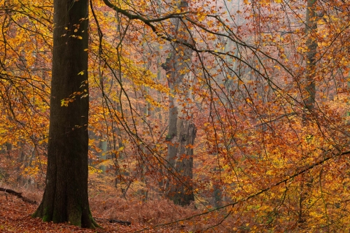 Frédéric Demeuse-autumn-photography