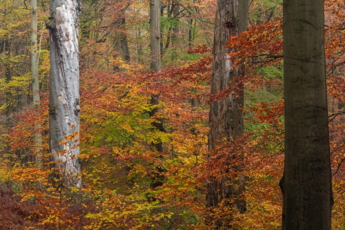 Frédéric Demeuse-autumn-photography