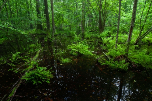 WALD-Deep-Green-Frederic-demeuse-forest-nature-photography-Bialowieza