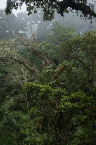 WALD-Frederic-Demeuse-Cloudforest