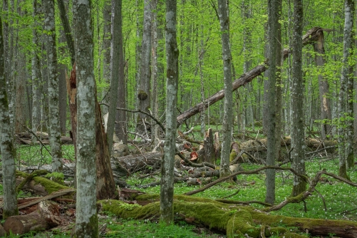 WALD Frederic Demeuse-Forgotten Places-10
