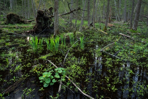 WALD Frederic Demeuse-Forgotten Places-12