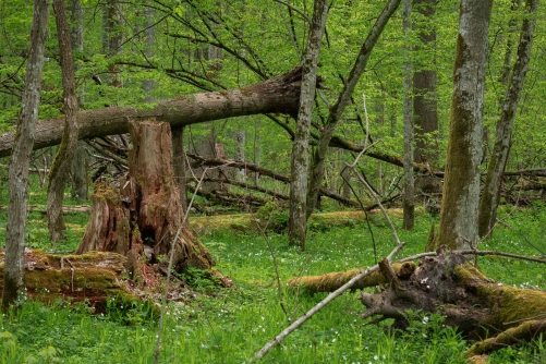 WALD Frederic Demeuse-Forgotten Places-2