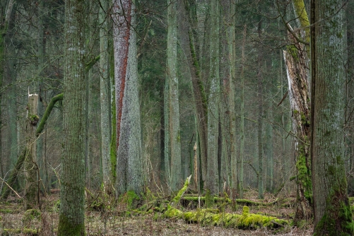 WALD Frederic Demeuse-Forgotten Places-4
