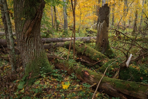 WALD Frederic Demeuse-Forgotten Places