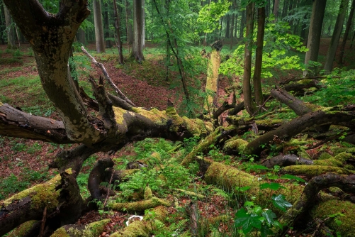 WALD Frederic Demeuse Photography-3