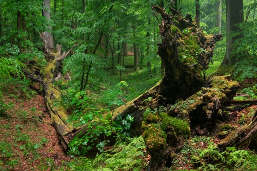 WALD Frederic Demeuse Photography-4