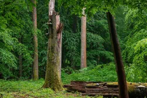 WALD Frederic Demeuse Photography-5