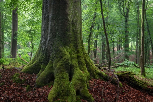 WALD Frederic Demeuse Photography-6