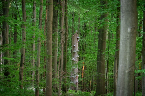 WALD Frederic Demeuse Photography-7