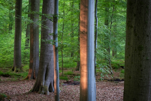 WALD Frederic Demeuse Photography-8