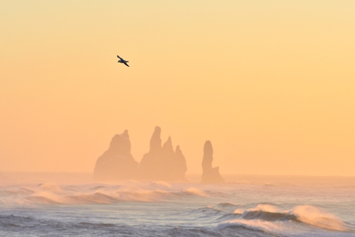 Northern Fulmar - Iceland