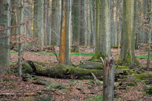 WALD Frederic Demeuse Photography-Sonian Forest-March-2
