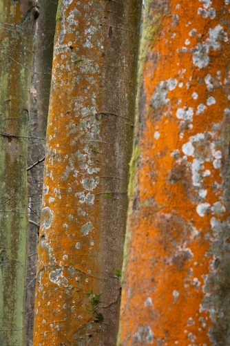 WALD Frederic Demeuse Photography-Sonian Forest-March-5