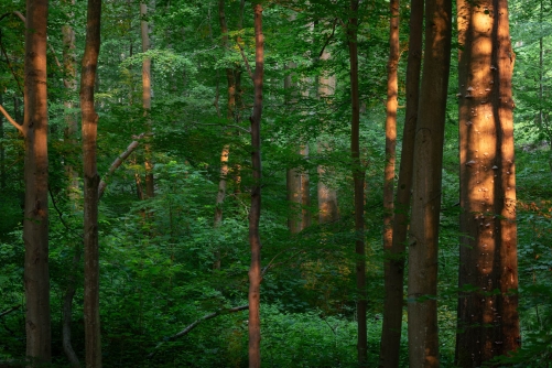 WALD Frederic Demeuse Photography-forest
