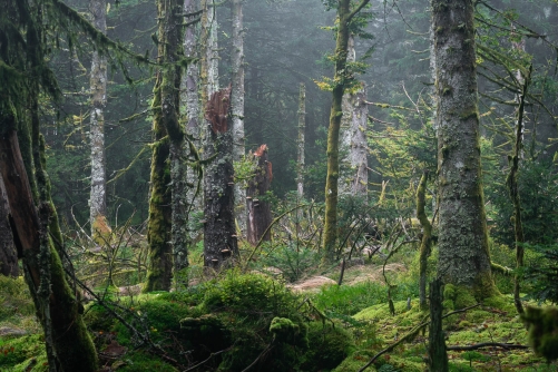 Primary forest