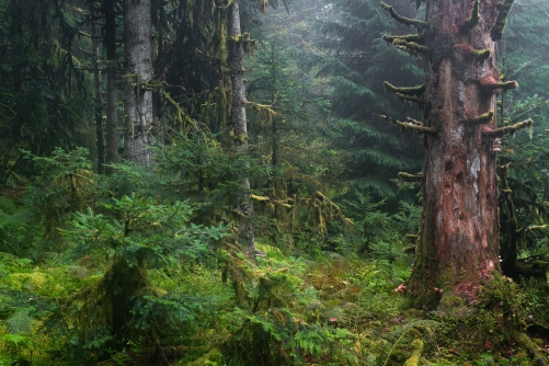WALD-Frederic Demeuse Photography-primary forest-2