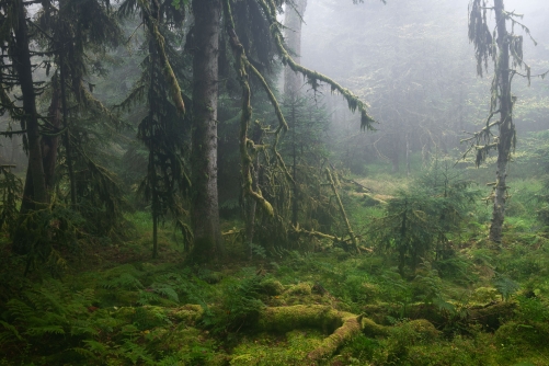WALD-Frederic Demeuse Photography-primary forest-3
