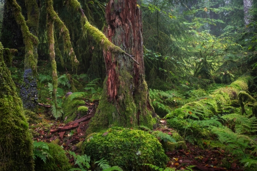 Elf forest