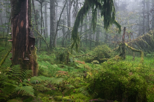 WALD-Frederic Demeuse Photography-primary forest-4