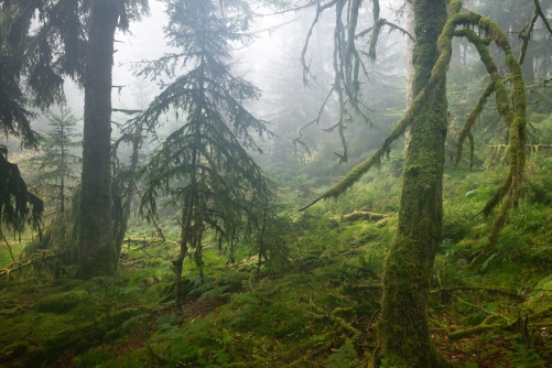 WALD-Frederic Demeuse Photography-primary forest-5