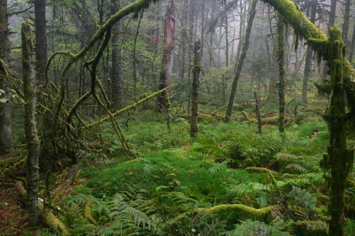 WALD-Frederic Demeuse Photography-primary forest