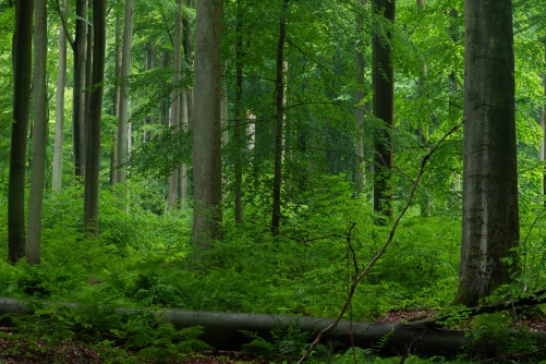 WALD-Frederic Demeuse-Sonian Forest-summer