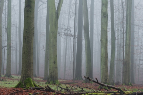 WALD-Frédéric-Demeuse-Sonian-Forest-winter-Trees