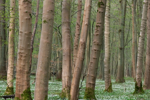 WALD-Frédéric-Demeuse-Spring-forest-maple-trees