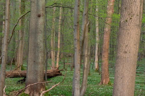 WALD-Frédéric-Demeuse-Spring-forest
