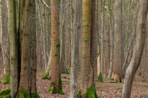 WALD-Frédéric-Demeuse-forest-trunks