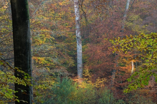 WALD-Frédéric-Demeuse-photography-forest-landscape-Autumn