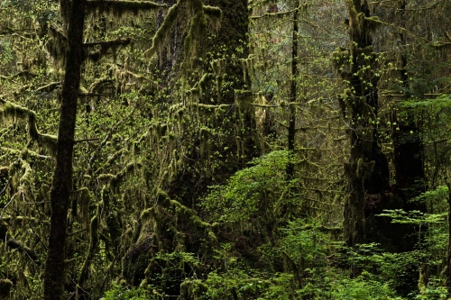 WALD-Frédéric-Demeuse-photography-forêts-primaires-forgotten-places-forest-photographer-rainforest