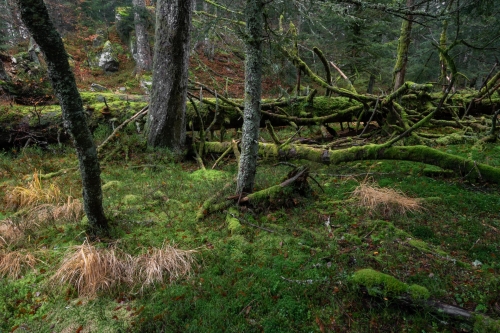 WALD-Frédéric-Demeuse-photography-forêts-primaires