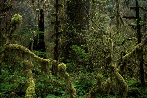WALD-Frédéric-Demeuse-photography-rainforest-forgotten-places-forest-photographer