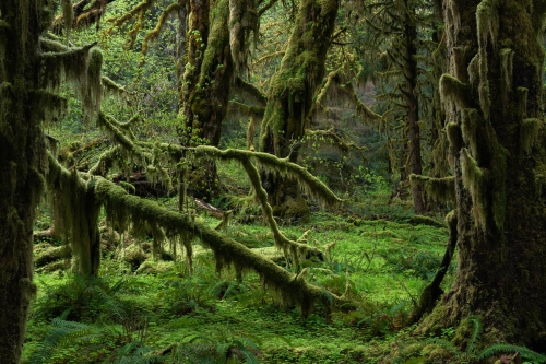 WALD-Hoh-Rainforest