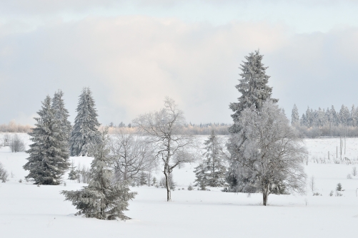 WALD-Landscape-photography-fagnes-spa-baraque-michel-ardennes-Belgique