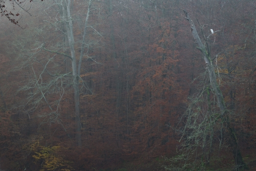 WALD Photography frederic Demeuse-Great Egret-Sylvatica