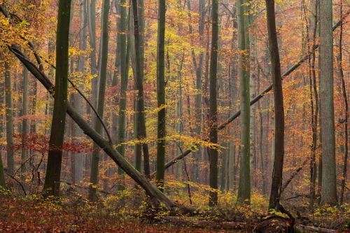 WALD-Sonian-Forest-Autumn