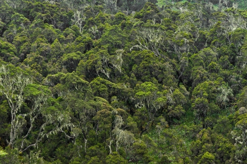 WALD-Tropical-Rwenzori-Forest