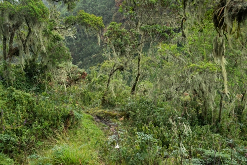 WALD-Tropical-Rwenzori