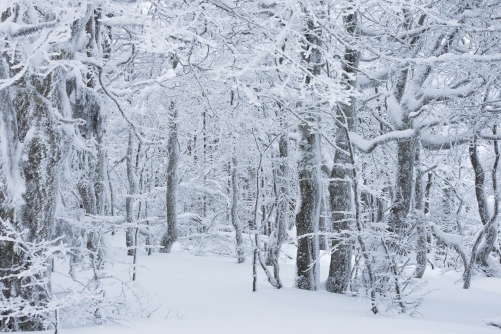 WALD-White variation-Vosges Mountains