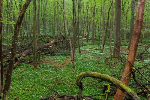 WALD-deep green-Unesco site