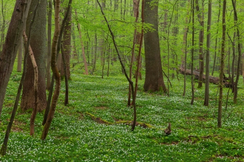 WALD-deep green-forest-April-Unesco-site