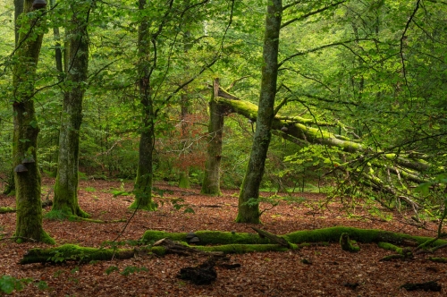WALD-forest-photography-Frédéric-Demeuse-Anlier-ardennes-Belgium