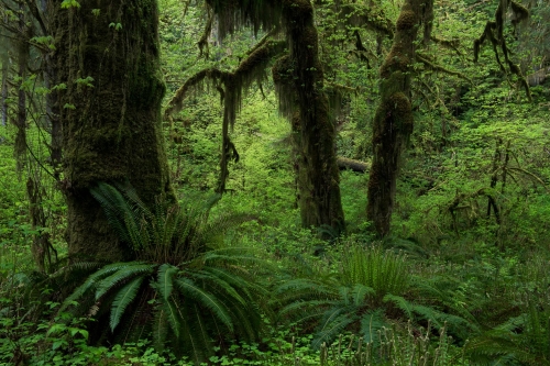 WALD-frederic-demeuse-forest-nature-photography-pyrenees-14